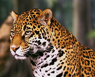 Le jaguar (Panthera onca) est une espèce menacée dont l’habitat naturel se situe sur le continent américain. (définition réelle 2 000 × 1 663)