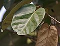 Gambar beberapa helai daun di Kolkata, Benggala Barat, India.