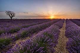 Lavender fields in Valensole