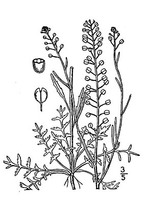 Lepidium densiflorum