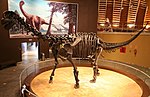 Camarasaurus için küçük resim