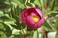 Paeonia broteri