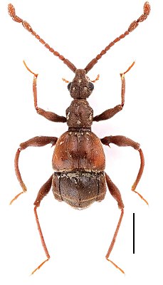 Самец жука Pselaphodes erlangshanus