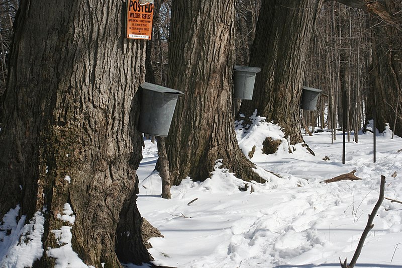 File:Maple sap buckets - Beaver Meadow Audubon Center.jpg