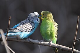 Budgerigars