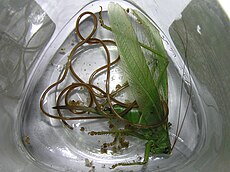 Rondworm op grote groene sabelsprinkhaan