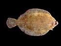 Limande sole (Microstomus kitt, is: Þykkvalúra)