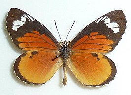 Mimacraea marshalli