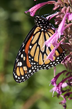 Monarch Butterfly (Danaus plexippus) in Madison Square Park