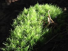 Rainforest Moss Moss in sunlight.jpg