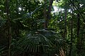 Forêt tropicale humide de ko Lanta