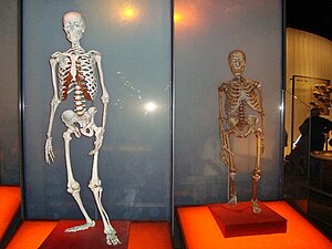 English: neanderthal modern human comparison