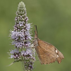Libythea celtis pousada em uma flor de menta na Bulgária. É uma borboleta do grupo Libytheinae da família Nymphalidae. O alcance dessa espécie de borboleta inclui o Norte da África, o Sul da Europa e se estende para o leste pelo Sul da Ásia até a China e o Japão. (definição 3 062 × 3 062)