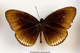 Euploea goudotii