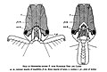 Cabeza de O. hastatus. Observar el ángulo de 180° de abertura y los pelos sensoriales