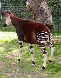 Okapi Okapia johnstoniFoto: Adrian Pingstone, 2003