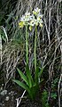 Orchis pauciflora