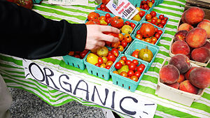 English: A hand reaching for organic tomatoes ...