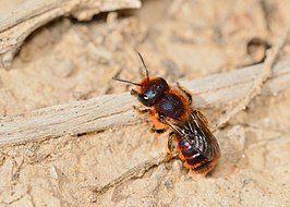 Osmia ferruginea