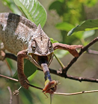 Oustalet's chameleon (Furcifer oustaleti) male feeding Anja Community Reserve 3e.jpg