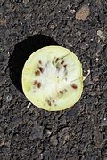 Melonen-, Kürbiskerne (Koloquinte, Telfairia occidentalis, Feigenblatt-Kürbis u. a.)