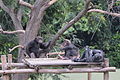 Közönséges csimpánzok (Pan troglodytes)