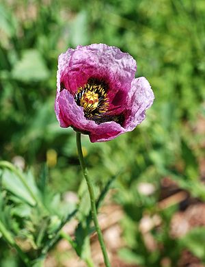 English: Flower of a Opium Poppy