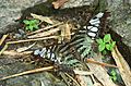 Parthenos sylvia virens