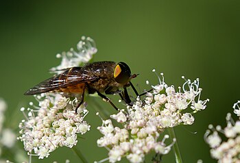 Philipomyia aprica M (Rateče, SLO)