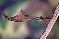 Sub-adult female Ghost Mantis