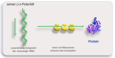 (+)-Polarität (sense)