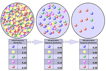 Changes in a population's allele frequency following a population bottleneck: the rapid and radical decline in population size has reduced the population's genetic variation. Population bottleneck.jpg