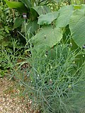 Miniatura para Porophyllum linaria