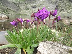 Primulă de Rila (Primula deorum)