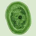 Prochlorococcus, an influential bacterium Prochlorococcus marinus (cropped).jpg