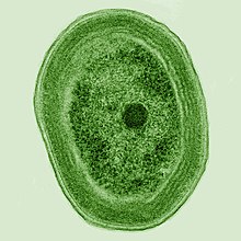 Prochlorococcus marinus Prochlorococcus marinus (cropped).jpg