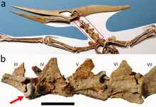 Fossil of a pterosaur called Pteranodon with a closeup of the neck vertebra showing a shark tooth lodged inside it