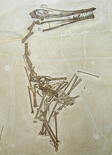 Pterodactylus longicollum.JPG