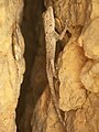 Ptyodactylus guttatus at the Dana Biosphere Reserve, Jordan.