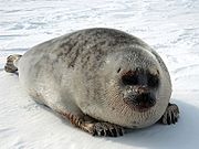 Ringed seal