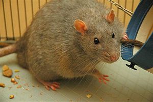 A laboratory rat strain known as a Zucker rat....