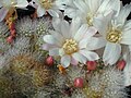 Rebutia albiflora