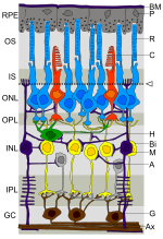 Miniatura para Epitelio pigmentario retinal