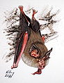 Lesser horseshoe bat (gouache on paper)