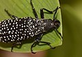 Rhipicera carinata - Female