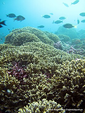 PIPAのサンゴ礁、Hydnophora rigida