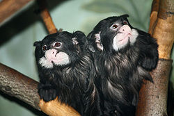 Moustached Tamarin Monkey