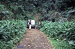Miniatura para Selva de tierras bajas de Santo Tomé, Príncipe y Annobón