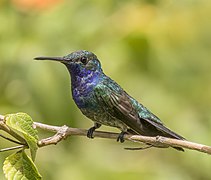 Sapphire-throated hummingbird (Lepidopyga coeruleogularis coeruleogularis) male