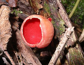 Sarcoscypha coccinea